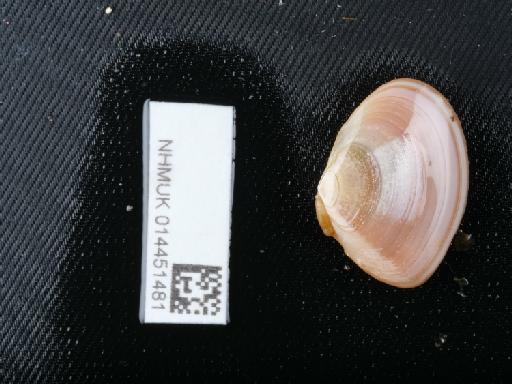 Macomangulus tenuis (da Costa, 1778) - 014451481_02