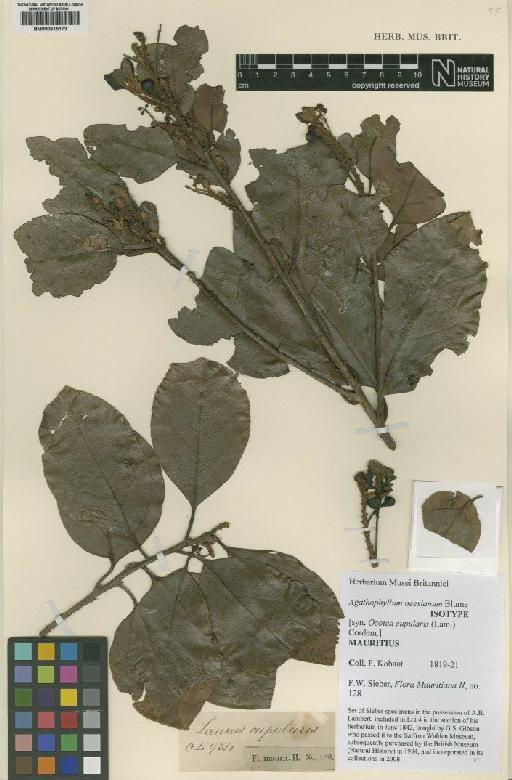 Ocotea cupularis (Lam.) Cordem. - BM000815173