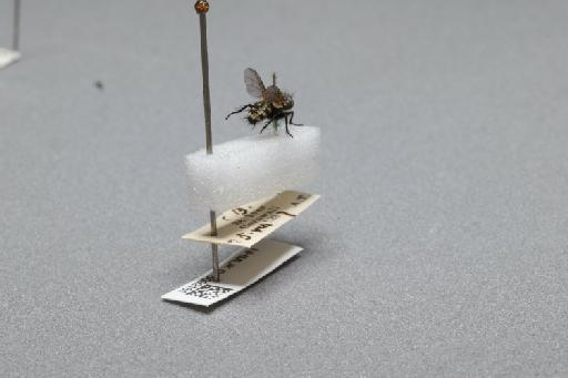 Sarcophaga (Myorhina) nigriventris Meigen, 1826 - 015092181_additional_1