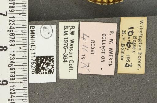 Boloria selene selene ab. consuta Cabeau, 1922 - BMNHE_1175275_label_30909