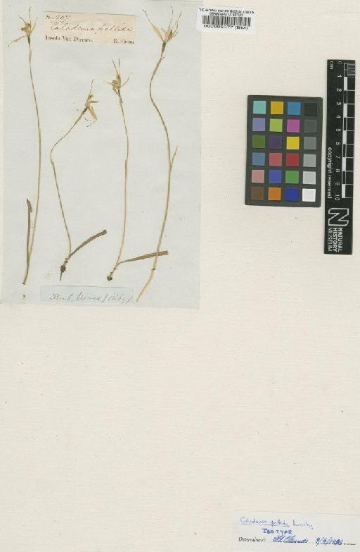 Caladenia pallida Lindl. - BM000095377