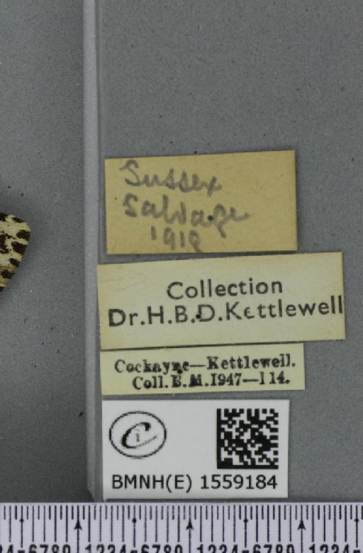 Lymantria monacha ab. mediofasciata Lempke, 1947 - BMNHE_1559184_label_251889