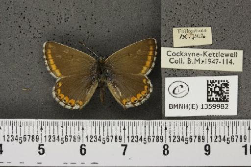 Lysandra bellargus ab. marginata Tutt, 1896 - BMNHE_1359982_181472