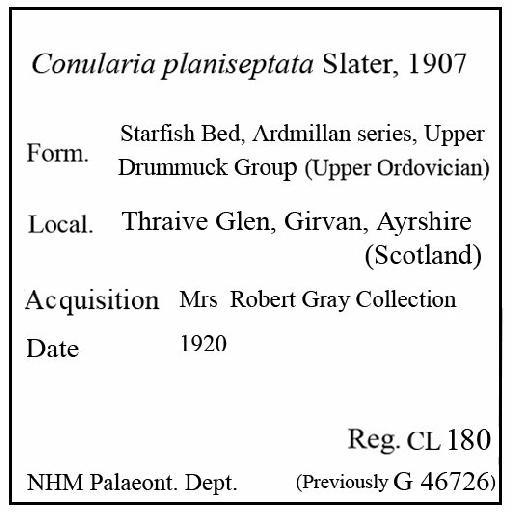 Conularia planiseptata Slater, 1907 - CL 180. Conularia planiseptata (label)