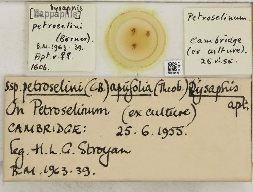 Dysaphis apiifolia petroselini Börner, 1950 - 014883199_112610_1094065_835815_NoStatus