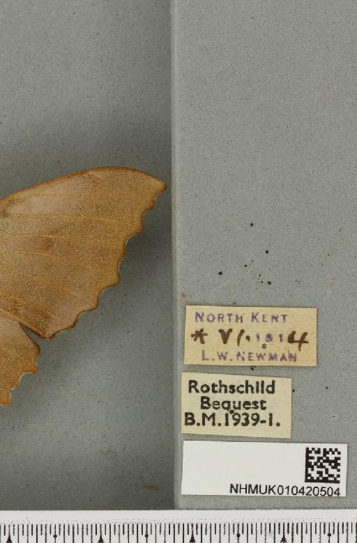 Laothoe populi ab. pallida Newnham, 1900 - NHMUK_010420504_label_526681