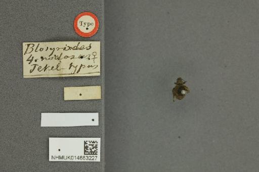 Blosyrodes quadrinodosus Jekel, 1875 - 014663227_dorsal_labels