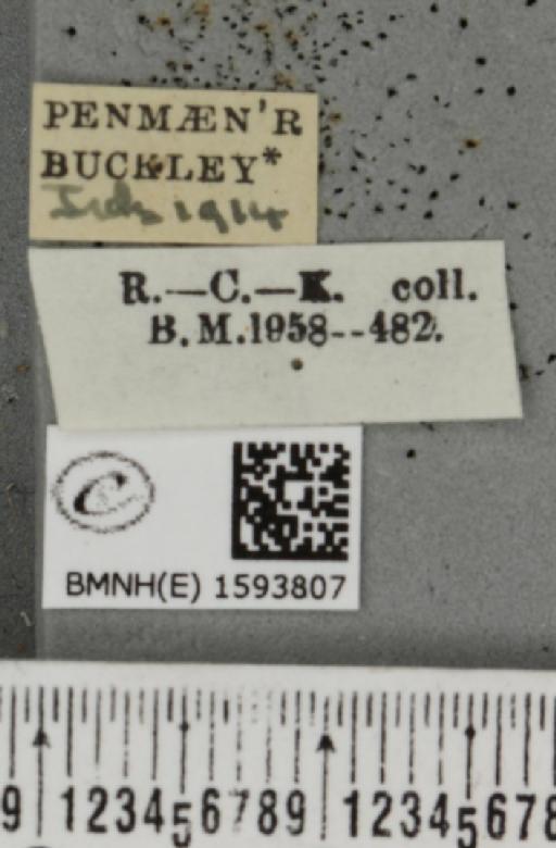 Idaea contiguaria britanniae ab. nigrescens Müller, 1936 - BMNHE_1593807_label_266481