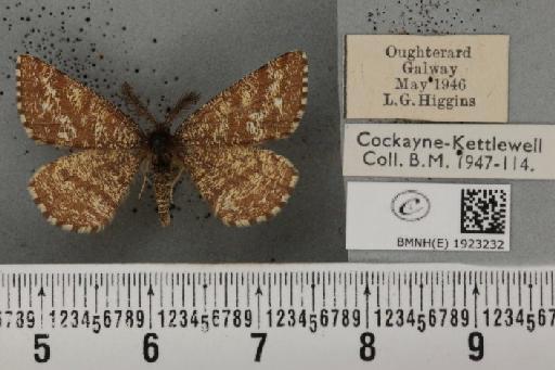 Ematurga atomaria (Linnaeus, 1758) - BMNHE_1923232_487814