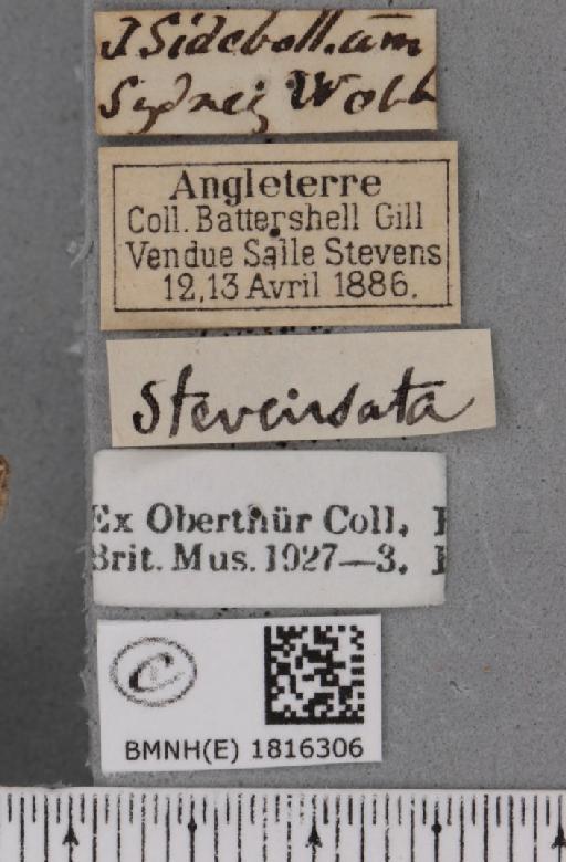 Eupithecia pusillata (Denis & Schiffermüller, 1775) - BMNHE_1816306_label_385372