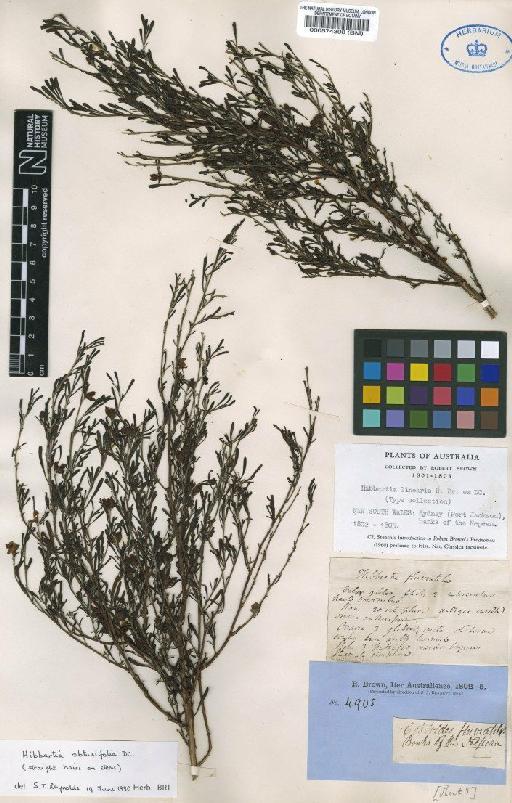 Hibbertia obtusifolia DC. - BM000574398