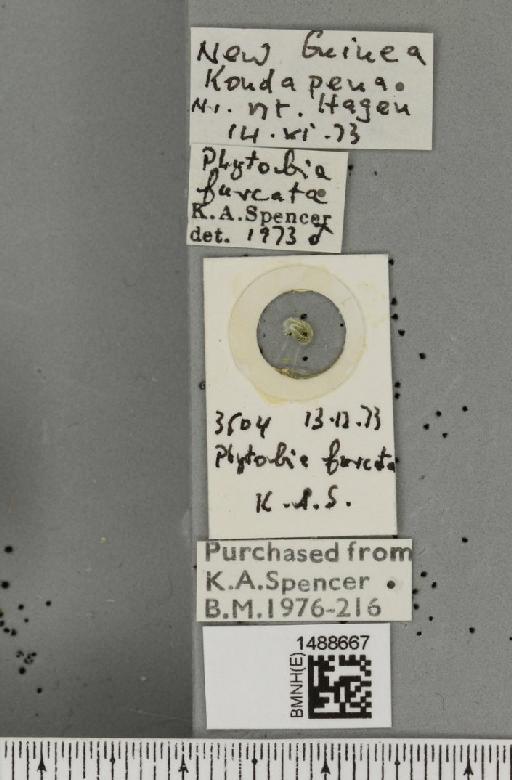Phytobia furcata (Sasakawa, 1963) - BMNHE_1488667_label_52514