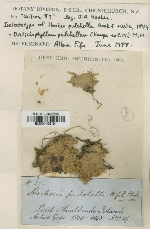 Distichophyllum pulchellum (Hampe) Mitt. - BM001109181