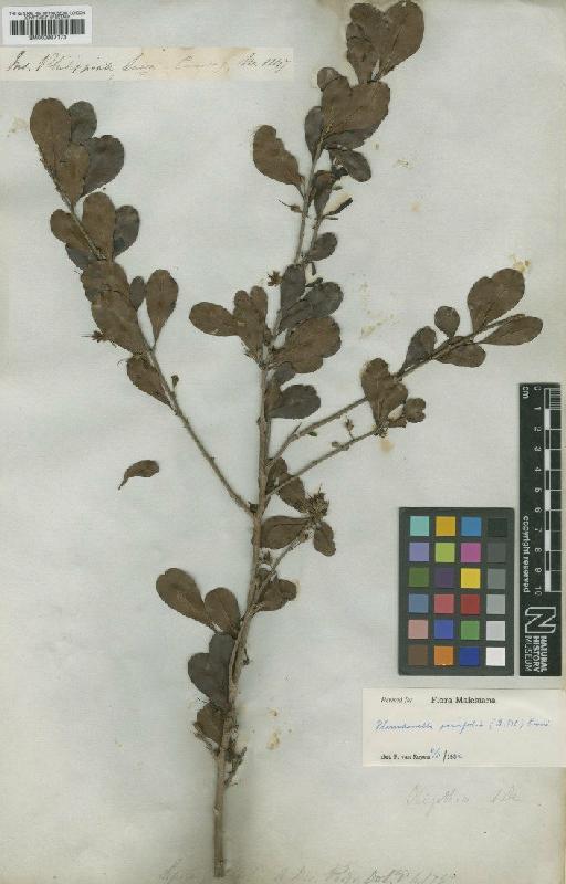 Xantolis parvifolia (A.DC.) Royen - BM000997173