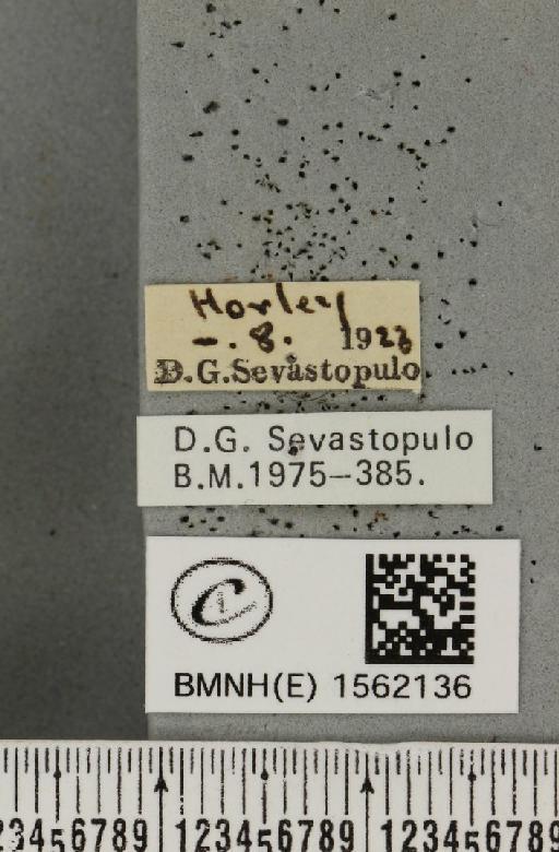 Euproctis similis (Fuessly, 1775) - BMNHE_1562136_label_254172