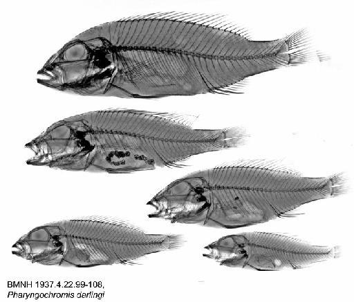 Pharyngochromis darlingi Boulenger, 1911 - BMNH 1937.4.22.99-108, Pharyngochromis darlingi, Radiograph