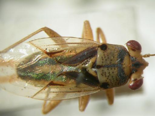Germalus pacificus Kirkalui - Hemiptera: Germalus Pac