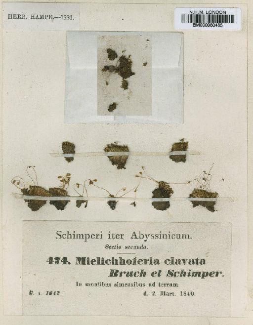 Haplodontium clavatum (Bruch & Schimp.) Broth. - BM000983485