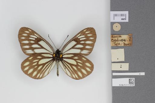 Aporia caphusa Moore, 1872 - 015199326_Metaporia_agathon_caphusa_Moore_1872_Ventral