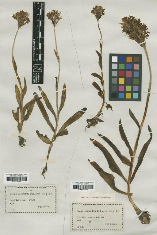 Orchis tridentata Scop. - BM001066587