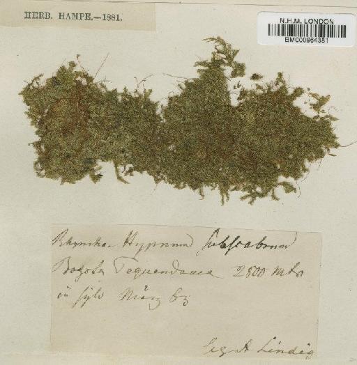 Rhaphidorrhynchium subscabrum (Müll.Hal.) Broth. - BM000964381