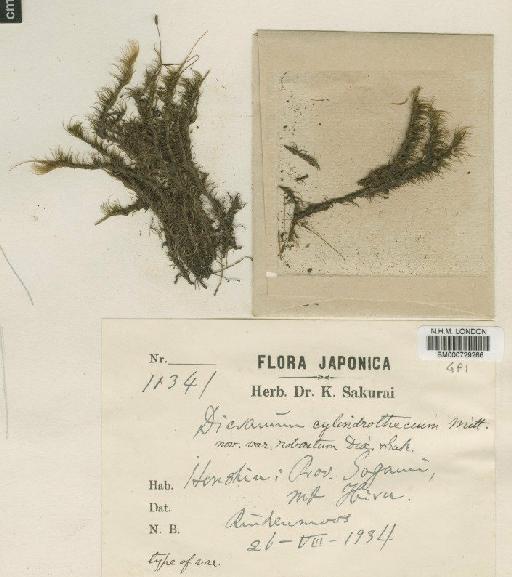 Dicranoloma cylindrothecium (Mitt.) Sakurai - BM000729266