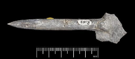 Simpsonibelus expansus (Simpson) - PI CC 1346 - belemnite