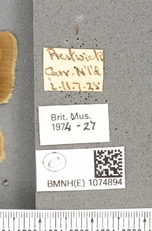 Maniola jurtina insularis (Thomson, 1969) - BMNHE_1074894_label_41807