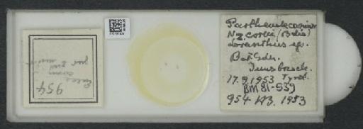 Parthenolecanium corni (Bouche, 1844) - 010137434_117397_1101018