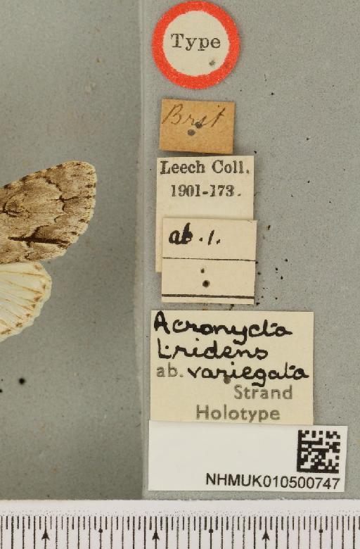 Acronicta tridens (Denis & Schiffermüller, 1775) - NHMUK_010500747_label_559629