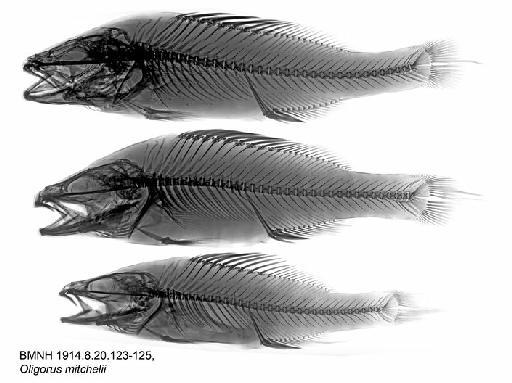 Oligorus mitchelii Castelnau, 1873 - BMNH 1914.8.20.123-125, Oligorus mitchelii, Radiograph