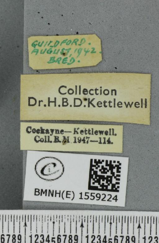 Lymantria monacha ab. mediofasciata Lempke, 1947 - BMNHE_1559224_label_251948