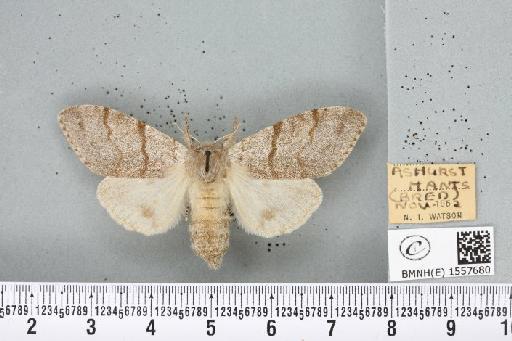 Calliteara pudibunda ab. concolor Staudinger, 1861 - BMNHE_1557680_255164