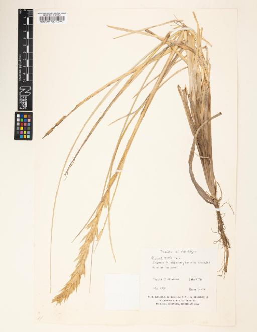 Elymus mollis Trin. - 000064720