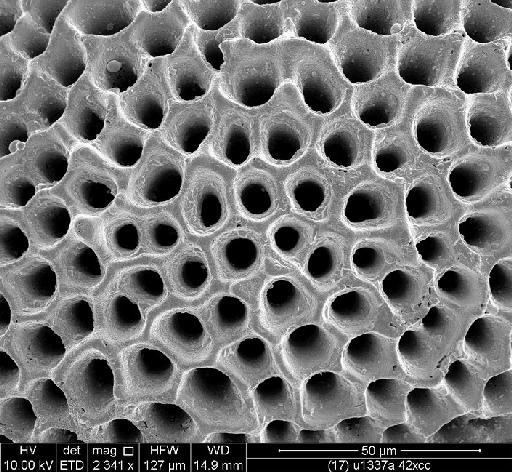 Dentoglobigerina  juxtabinaiensis Fox and Wade, 2013 - PF70870_Holotype u1337a 42xcc wall.tif