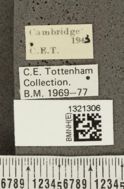 Crioceris (Crioceris) asparagi (Linnaeus, 1758) - BMNHE_1321306_label_11435