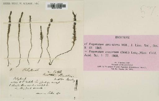 Pogonatum contortum (Menzies ex Brid.) Lesq. - BM001087625