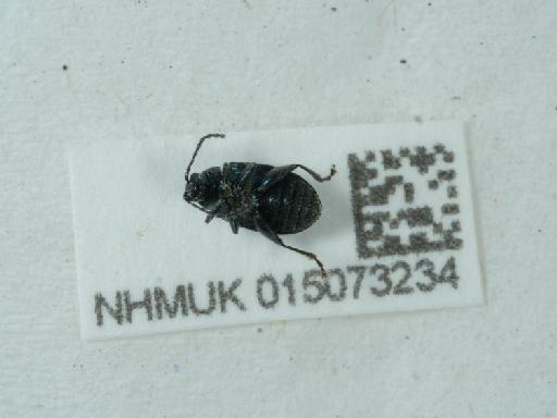 Altica carinthiaca (Weise, 1888) - 015073234_1