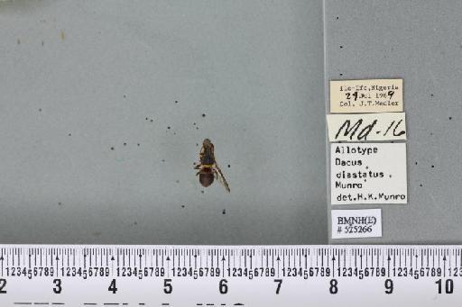 Dacus (Dacus) diastatus Munro, 1984 - BMNHE_525266_37657