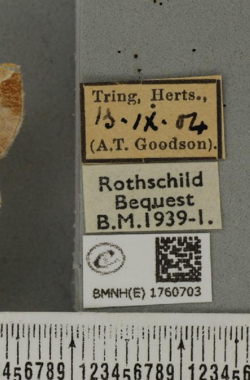 Eulithis testata (Linnaeus, 1761) - BMNHE_1760703_label_343367