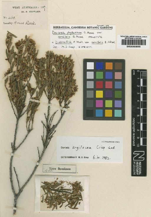 Daviesia argillacea Crisp - BM000838905