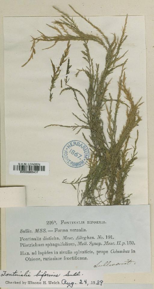 Fontinalis biformis Sull. - BM000986407