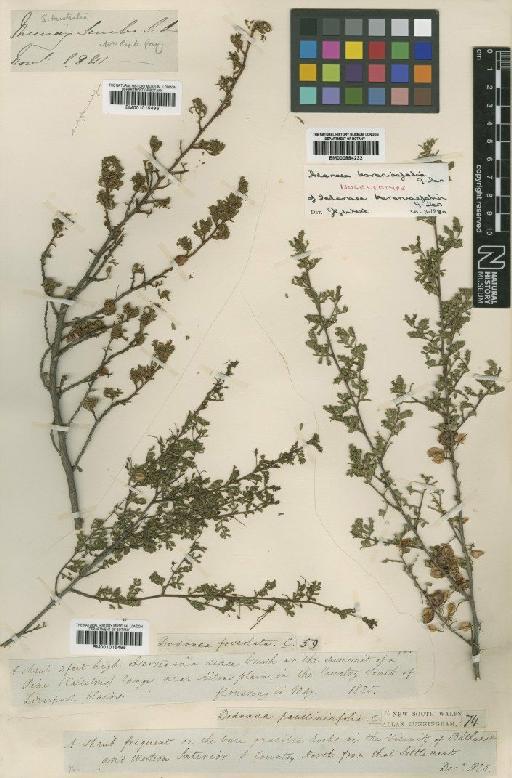 Dodonaea boroniaefolia G.Don - BM001015495