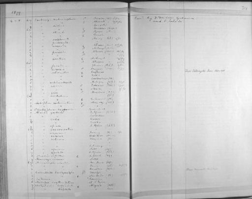 Mirafra albescens guttata - Zoology Accessions Register: Aves (Skins): 1874 -1880: page 311