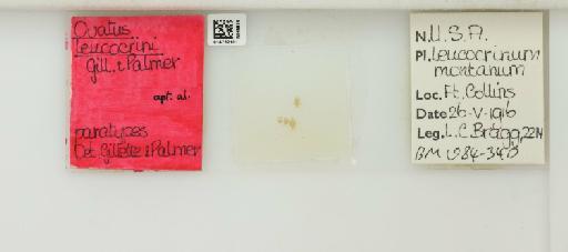 Abstrusomyzus leucocrini Gillette & Palmer, 1929 - 014762101_112424_1092568_157842_Type
