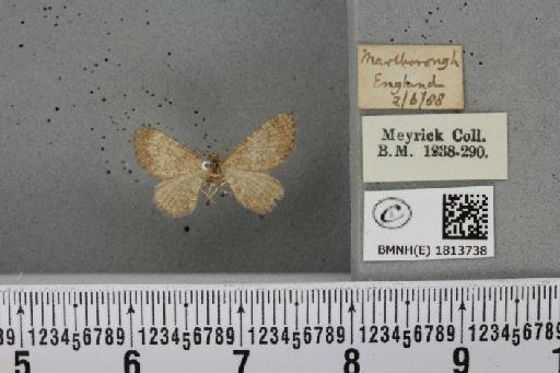 Eupithecia plumbeolata (Haworth, 1809) - BMNHE_1813738_382292
