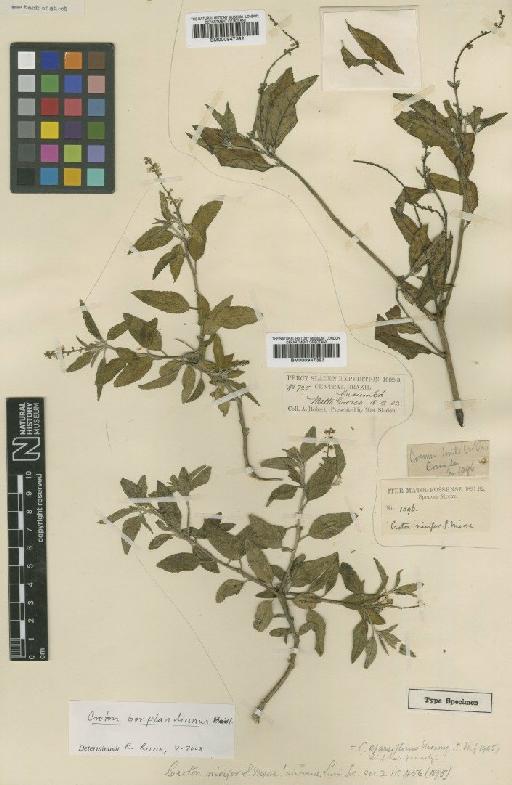 Croton bonplandianus Baill - BM000947392