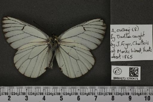 Aporia crataegi (Linnaeus, 1758) - BMNHE_1290471_128308