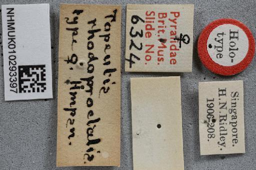 Topeutis rhodoproctalis Hampson, 1919 - 010293397_Topeutis[sic]_rhodoproctalis_Holotype_label1