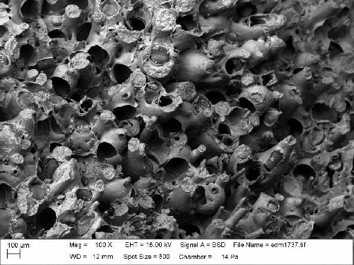 Celleporaria sp. - Celleporaria_edm1737